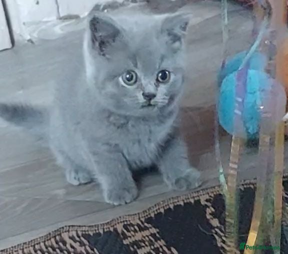 British Shorthair cats 💜 Precious Litter Of BSH Kittens 💜 - Advert 1