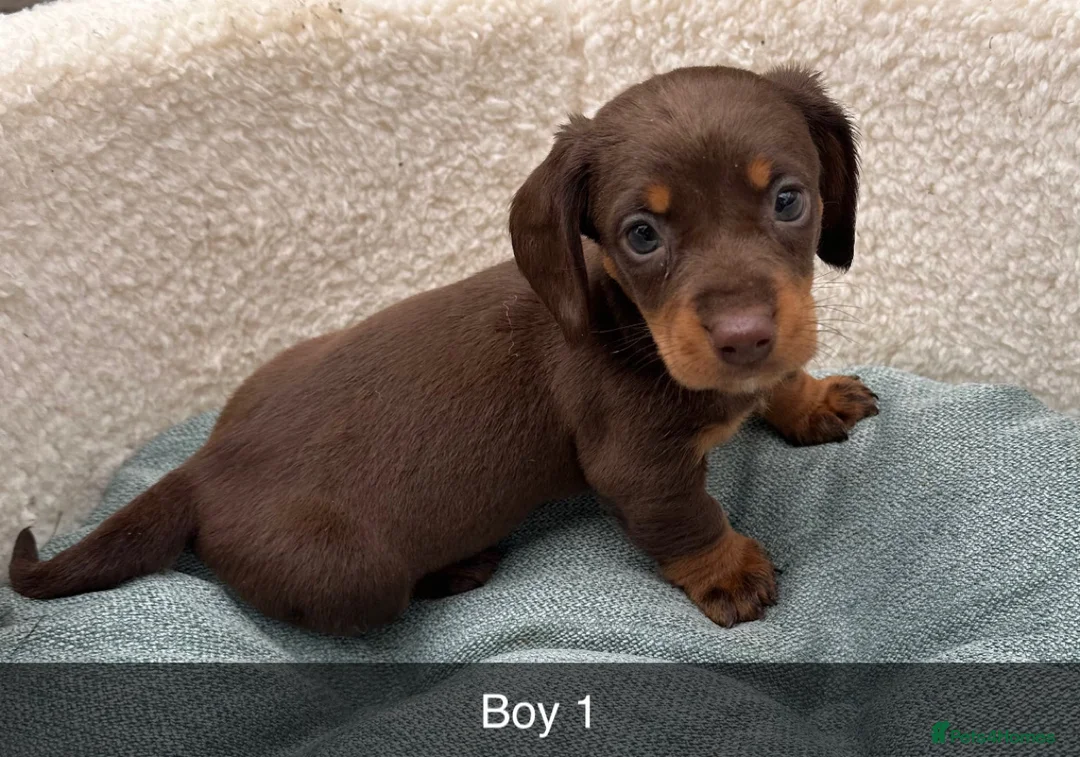 Dachshund dogs for sale: Beautiful Dachshund puppies  - Advert 4