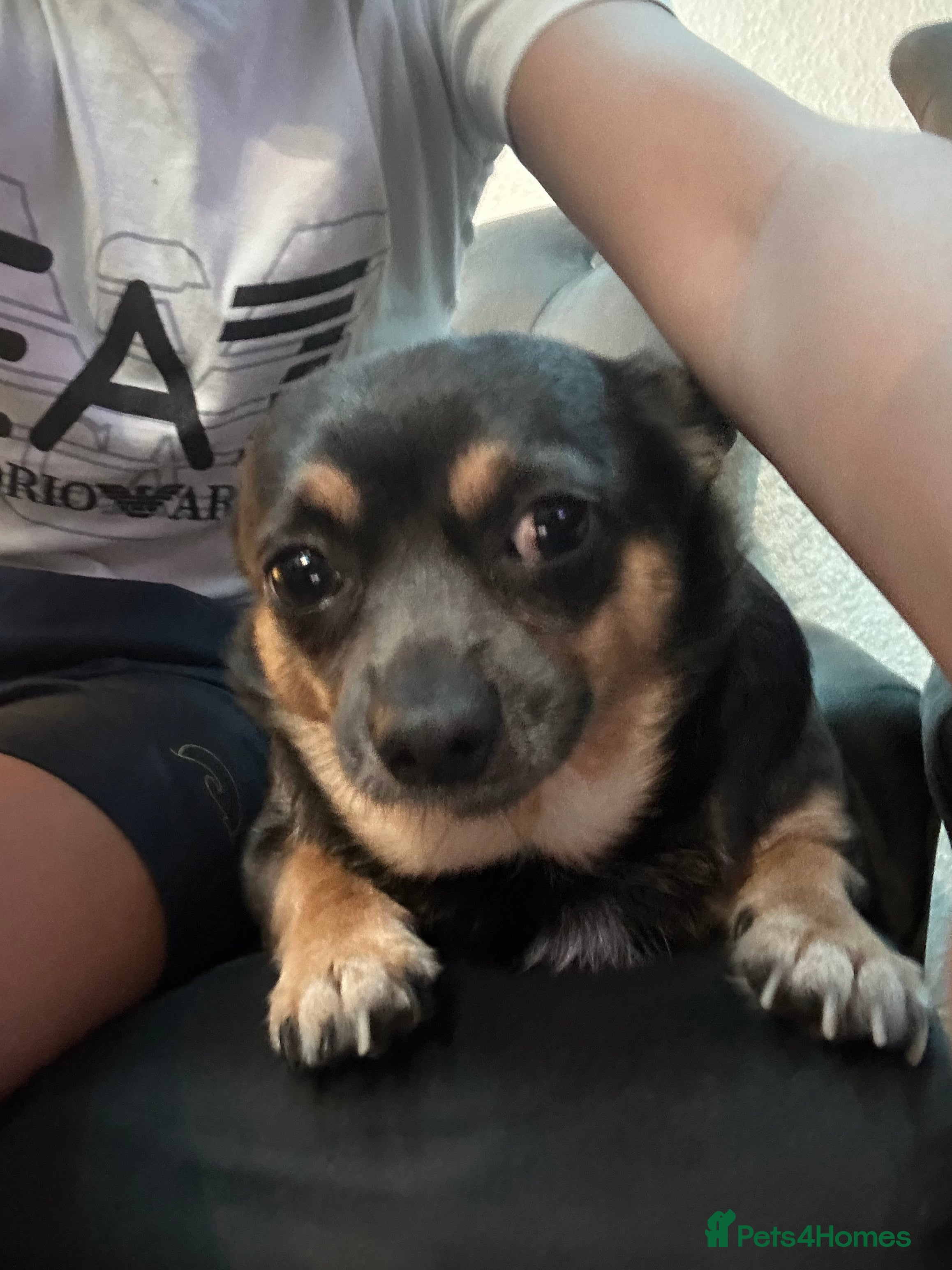 Chihuahua dogs He name is gucci  - Advert 1