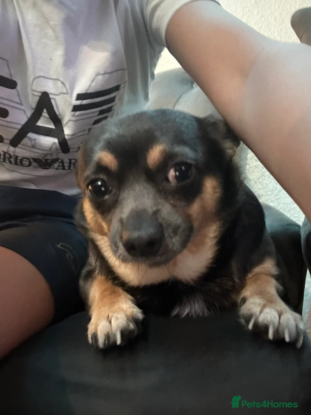 Chihuahua dogs for sale: He name is gucci  - Advert 1