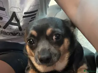 Chihuahua dogs He name is gucci - Advert 1