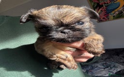 Griffon Bruxellois dogs for sale: Rough coated Brussels Griffon cross  - Image 1