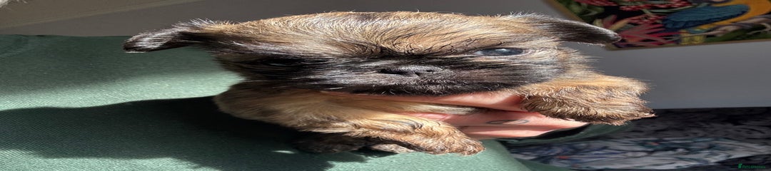 Griffon Bruxellois Puppy 2