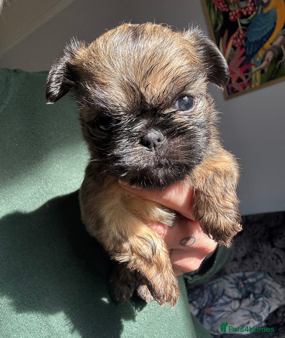 Griffon Bruxellois dogs for sale: Rough coated Brussels Griffon cross  - Image 1