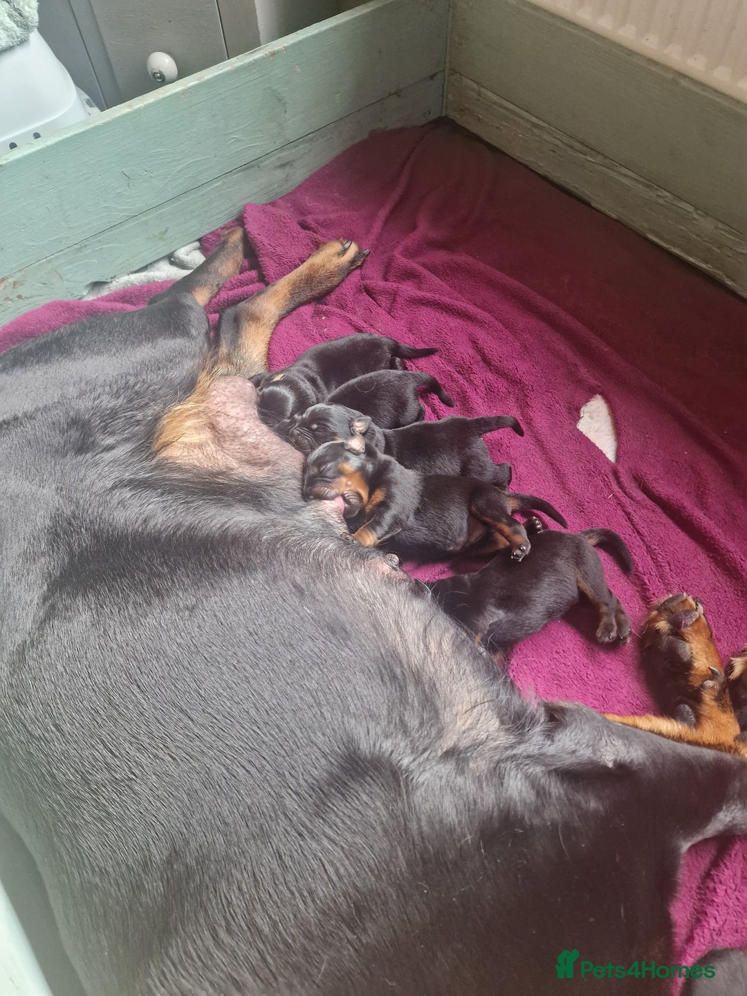 Rottweiler dogs for sale: 10 week old rottweiler female - Advert 12