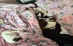Sprocker dogs for sale: Sprocker puppies 5 beautiful girls  - Image 1