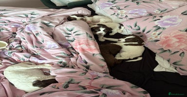 Sprocker dogs Sprocker puppies 5 beautiful girls  - Advert 11