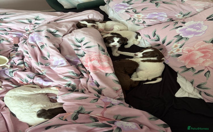 Sprocker dogs - Advert 8