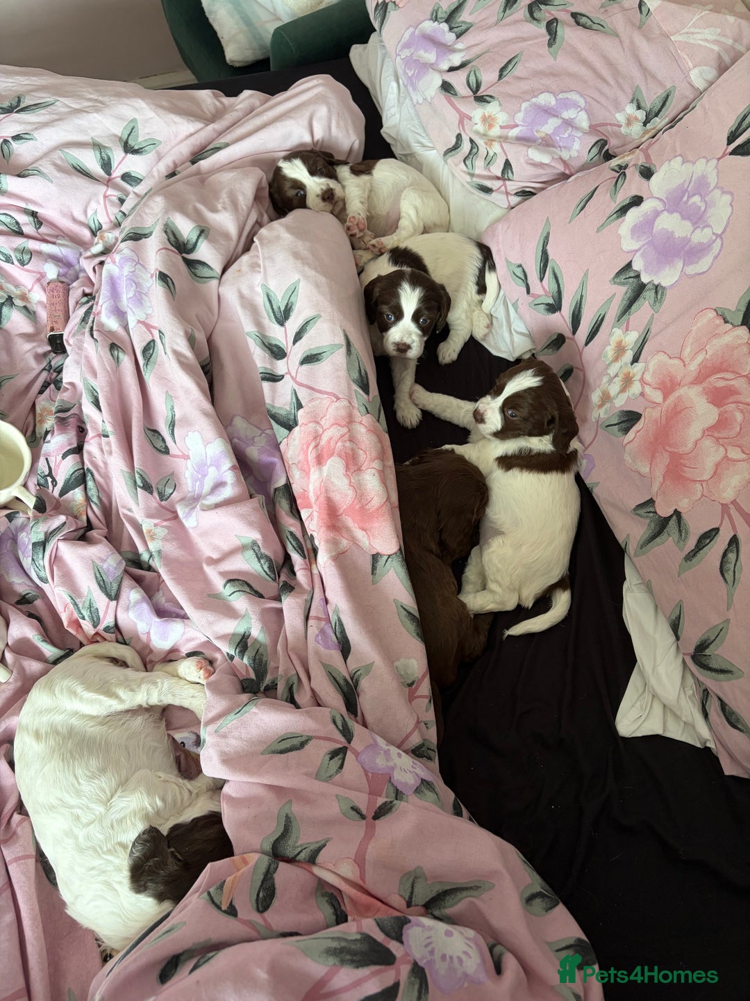 Sprocker dogs for sale: Sprocker puppies 5 beautiful girls  - Image 1