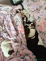 Sprocker dogs Sprocker puppies 5 beautiful girls - Advert 1