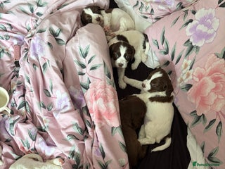 Sprocker dogs - Advert 1