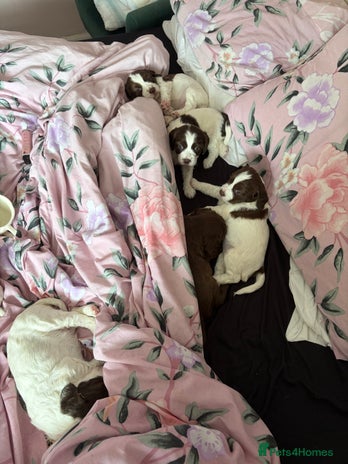 Sprocker dogs - Advert 8