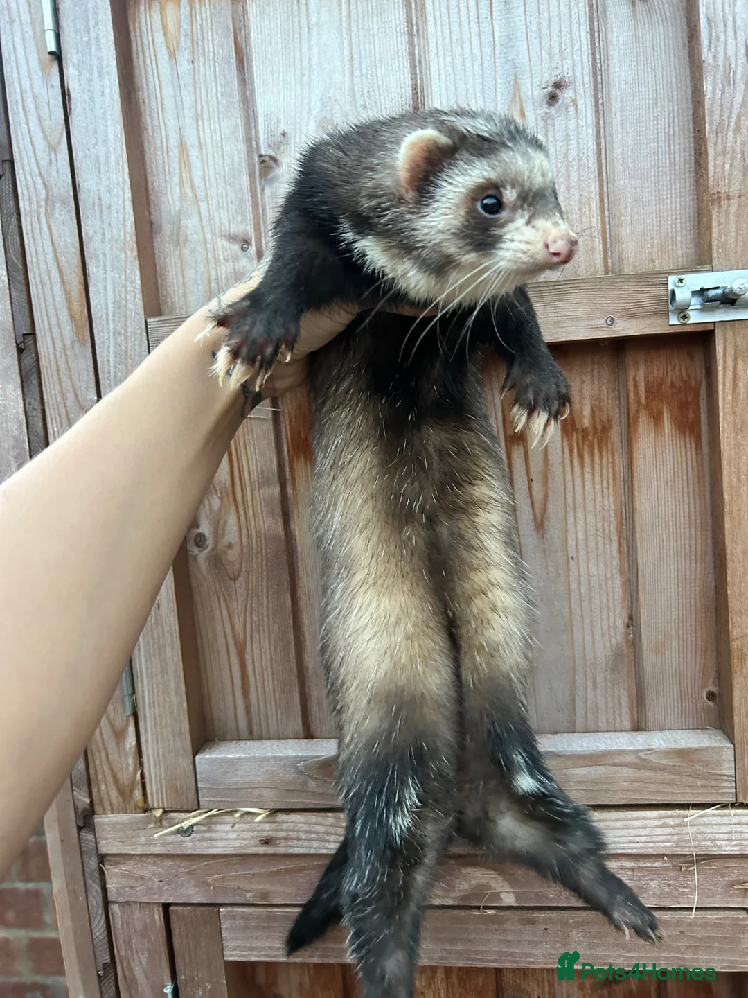 Ferret rodents for sale: 2 pedigree angora jills left To reserve - Advert 15