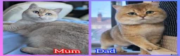 British Shorthair cats for sale: LAST GIRL 💖 BSH 🐾 Golden Chocolate  - Advert 14