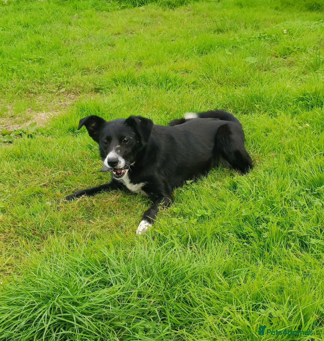 Border Collie dogs for sale: Border Collies for sale - Image 5