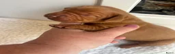 Hungarian Vizsla dogs for sale: Stunning Hungarian vizsla puppies x9 - Advert 23