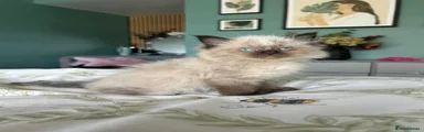 Ragdoll 1