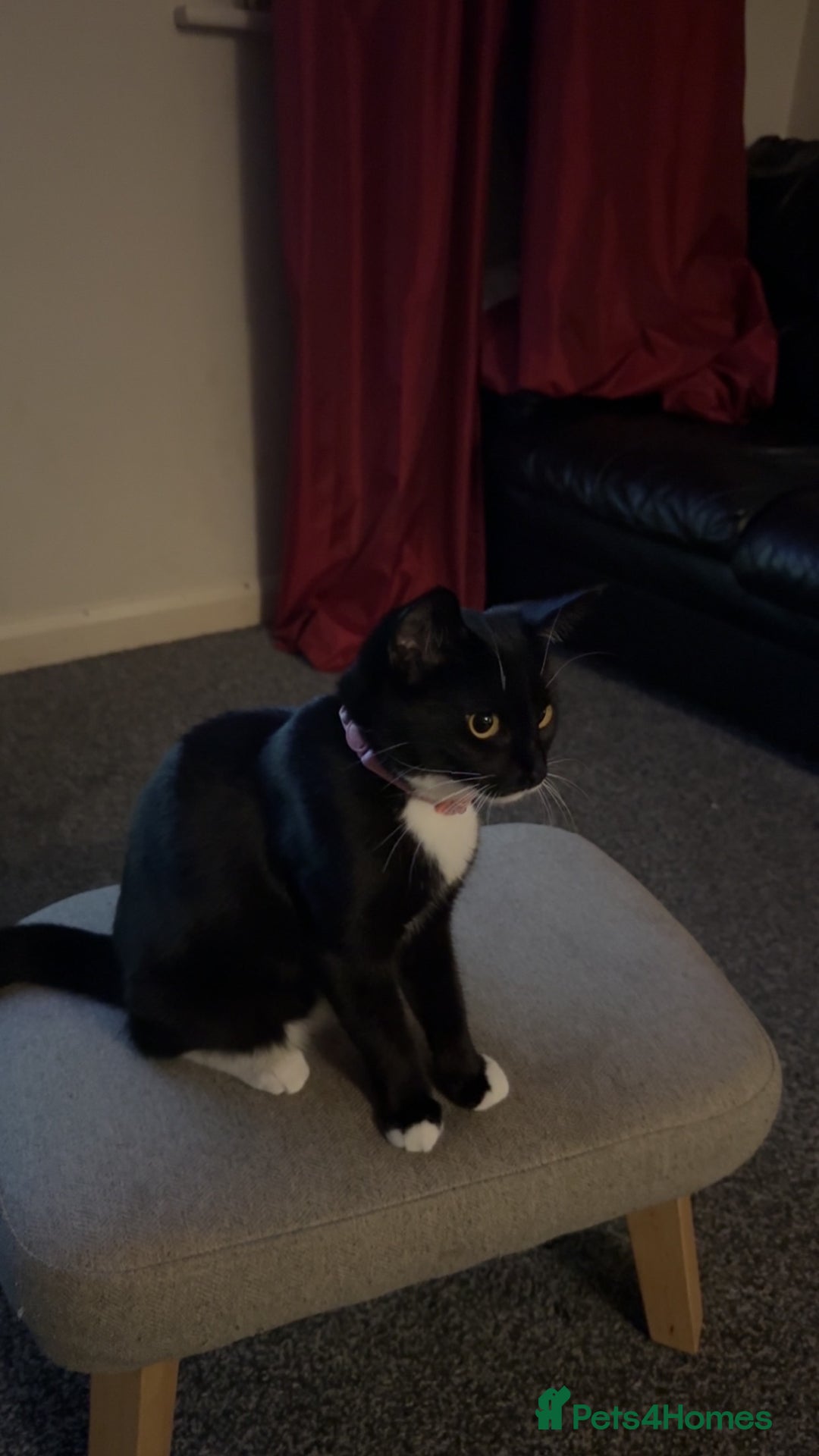 Mixed Breed cats for sale: CAT FOR REHOMING IN DERBY - Advert 1