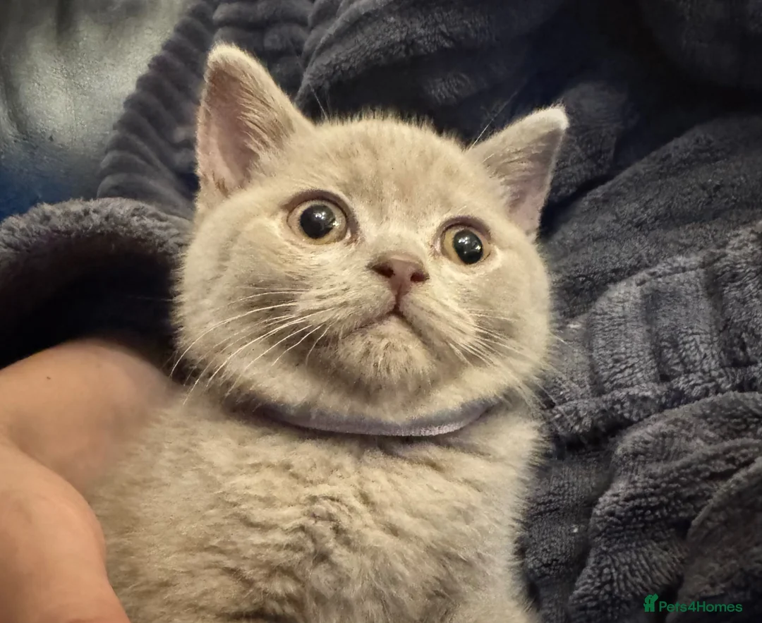British Shorthair cats for sale: Beautiful Lilac British Shorthair kittens for sale in High Wycombe - Advert 2