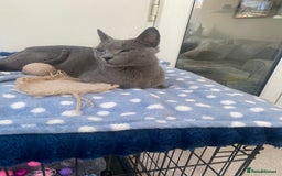 Russian Blue cats for sale: 5 Pure Pedigree Russian Blue Kittens *LAST MALE* - Image 7