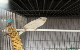 Lovebirds birds for sale: 3 pairs of budgies - Image 11