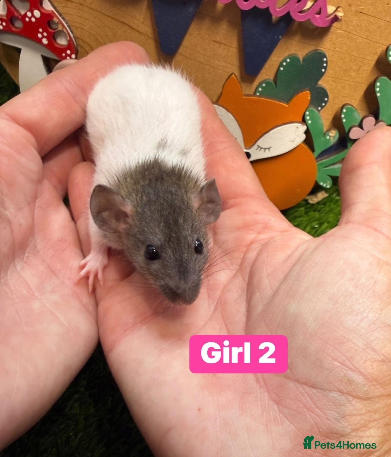 Rat rodents Baby Rats Males Females Dwarf  - Advert 2
