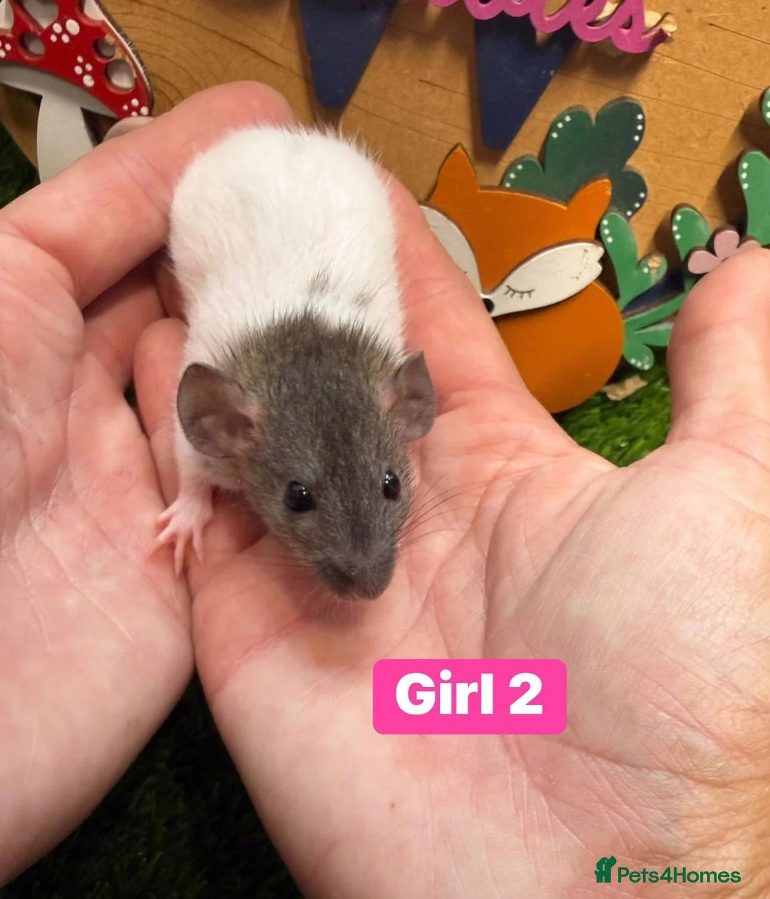 Rat rodents for sale: Baby Rats Males Females Dwarf  - Advert 2