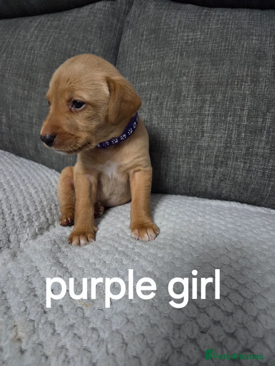 Labrador Retriever dogs for sale: Red fox labradors - Advert 10