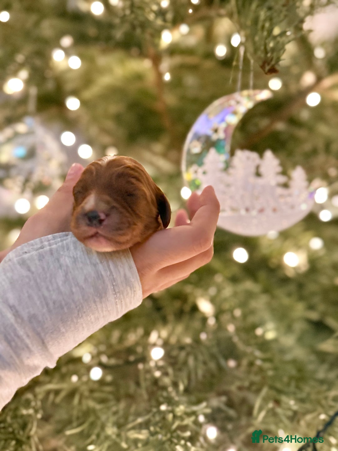 Cavapoo dogs for sale: Gorgeous Cavapoo Puppies  - Advert 6