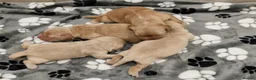 Mixed Breed dogs for sale: Dakota Sport Retrievers - Advert 16