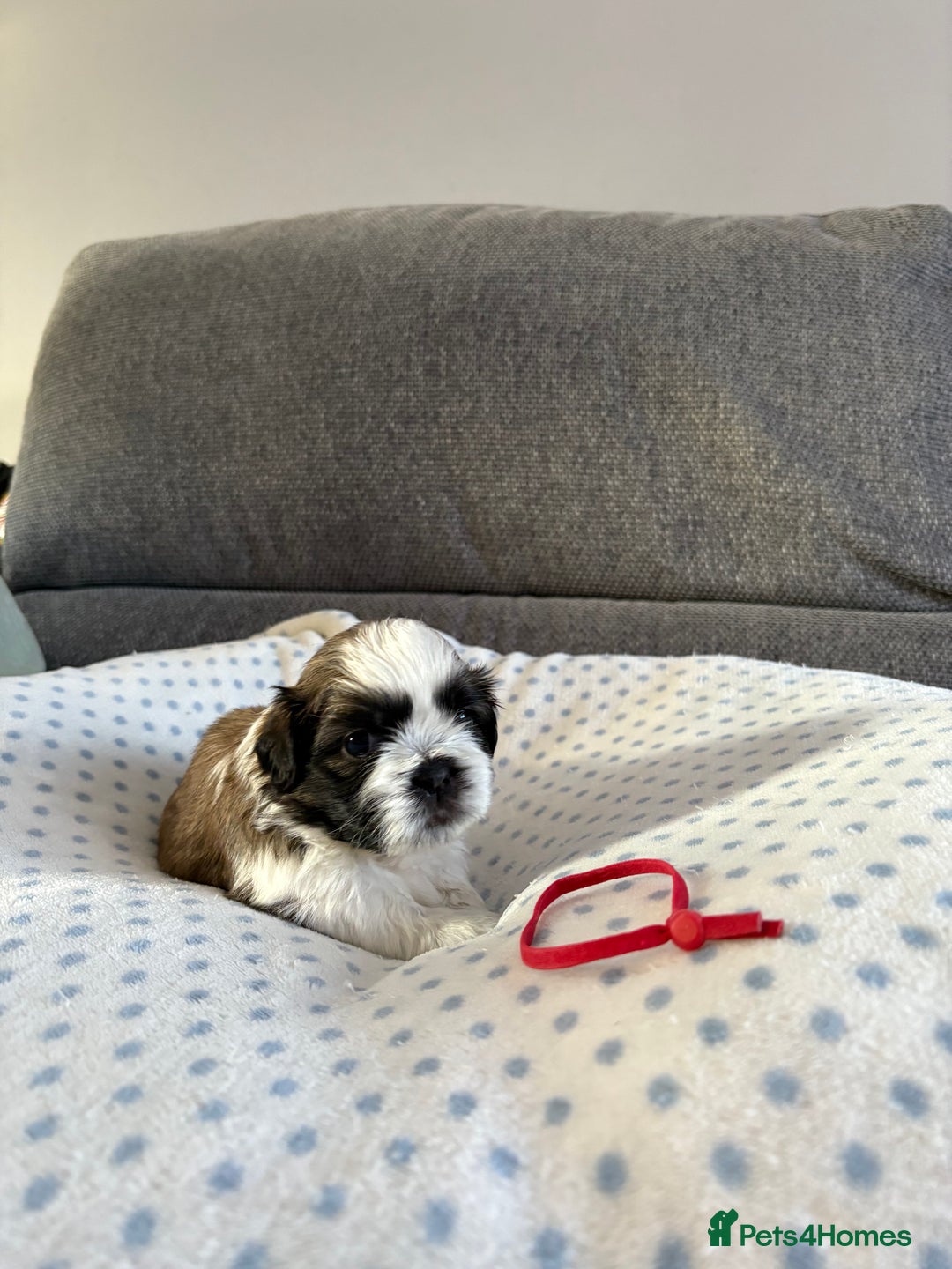 Shih Tzu dogs for sale: Shih tzu puppies - Image 8