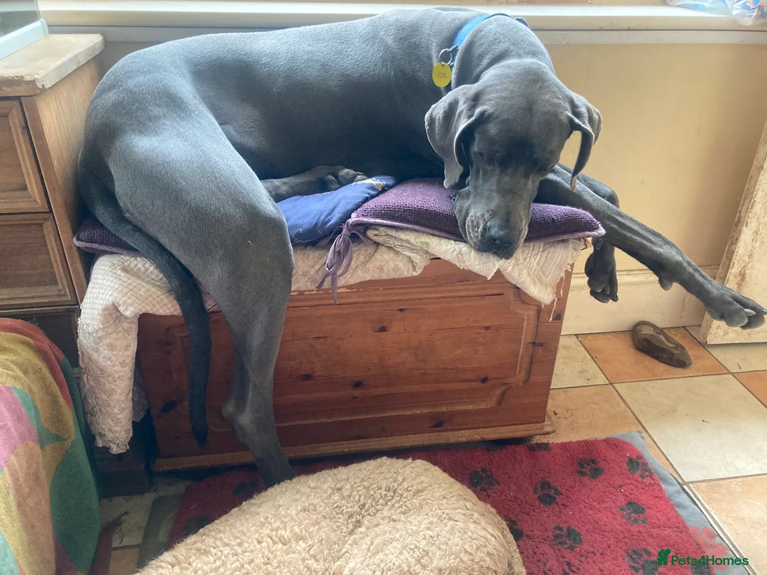 Great Dane dogs for sale: Great Dane - Advert 1