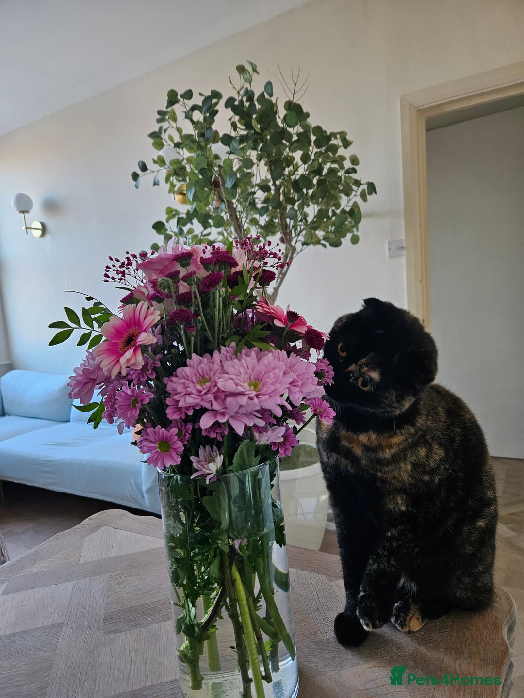 Scottish Fold cats for sale: Tortie girl, wonderful personality, 1.5years old - Advert 3