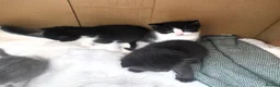 British Shorthair cats for sale: Kittens  in Selby - Advert 2