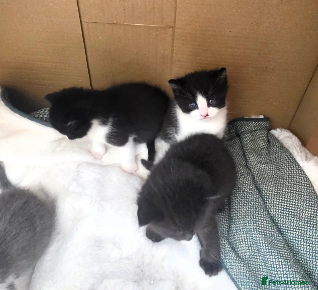 British Shorthair cats for sale: Kittens  in Selby - Advert 2
