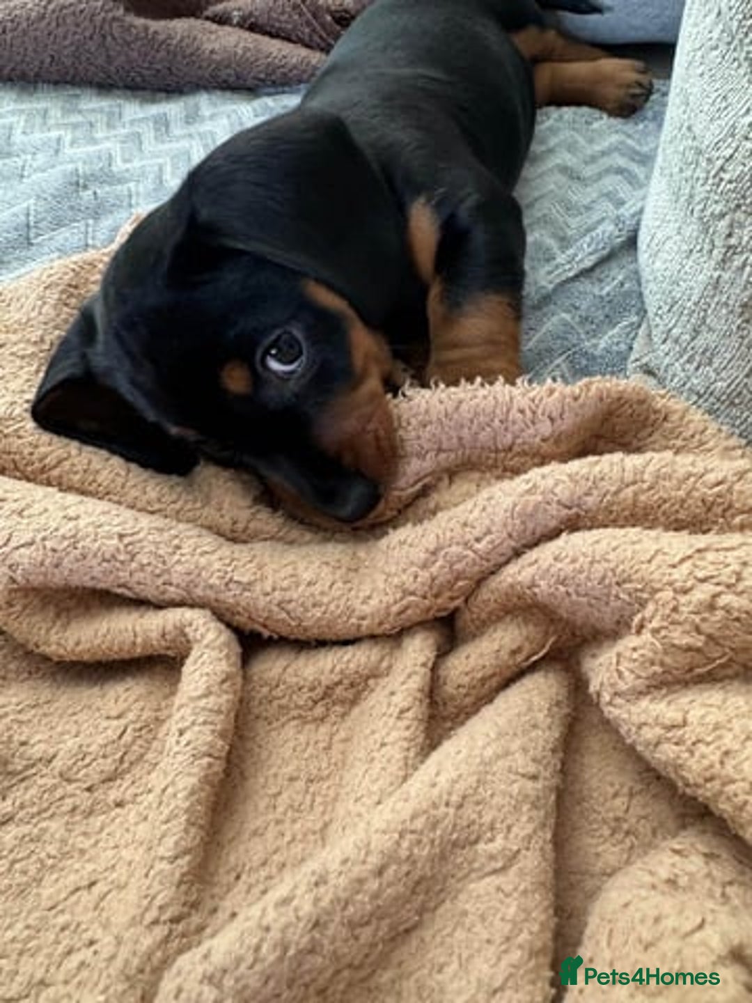 Miniature Dachshund dogs for sale: Miniature Dachshund Puppies  - Image 3