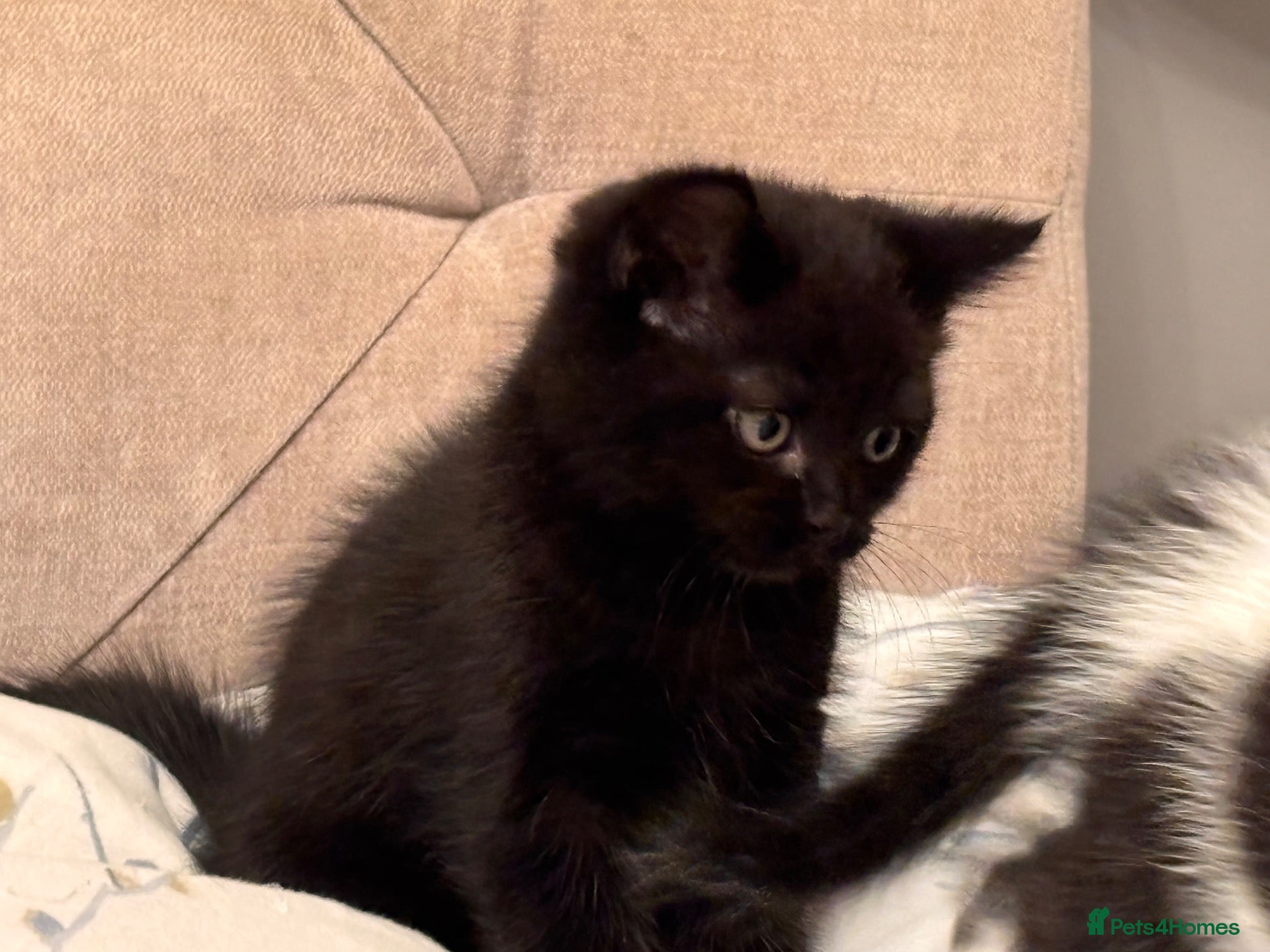 British Shorthair cats for sale: Last British/domestic shorthair kitten for Sale - Advert 8