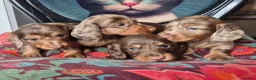 Miniature Dachshund dogs for sale: KC PRA clear Miniature dachshund puppies  - Advert 15