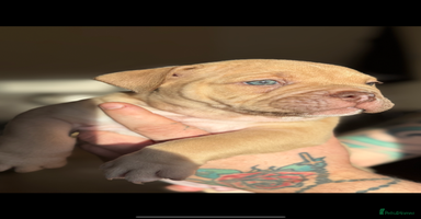 Mixed Breed dogs Stunning English bulldog mix pocket bully  - Advert 9