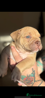 Mixed Breed dogs Stunning English bulldog mix pocket bully - Advert 9