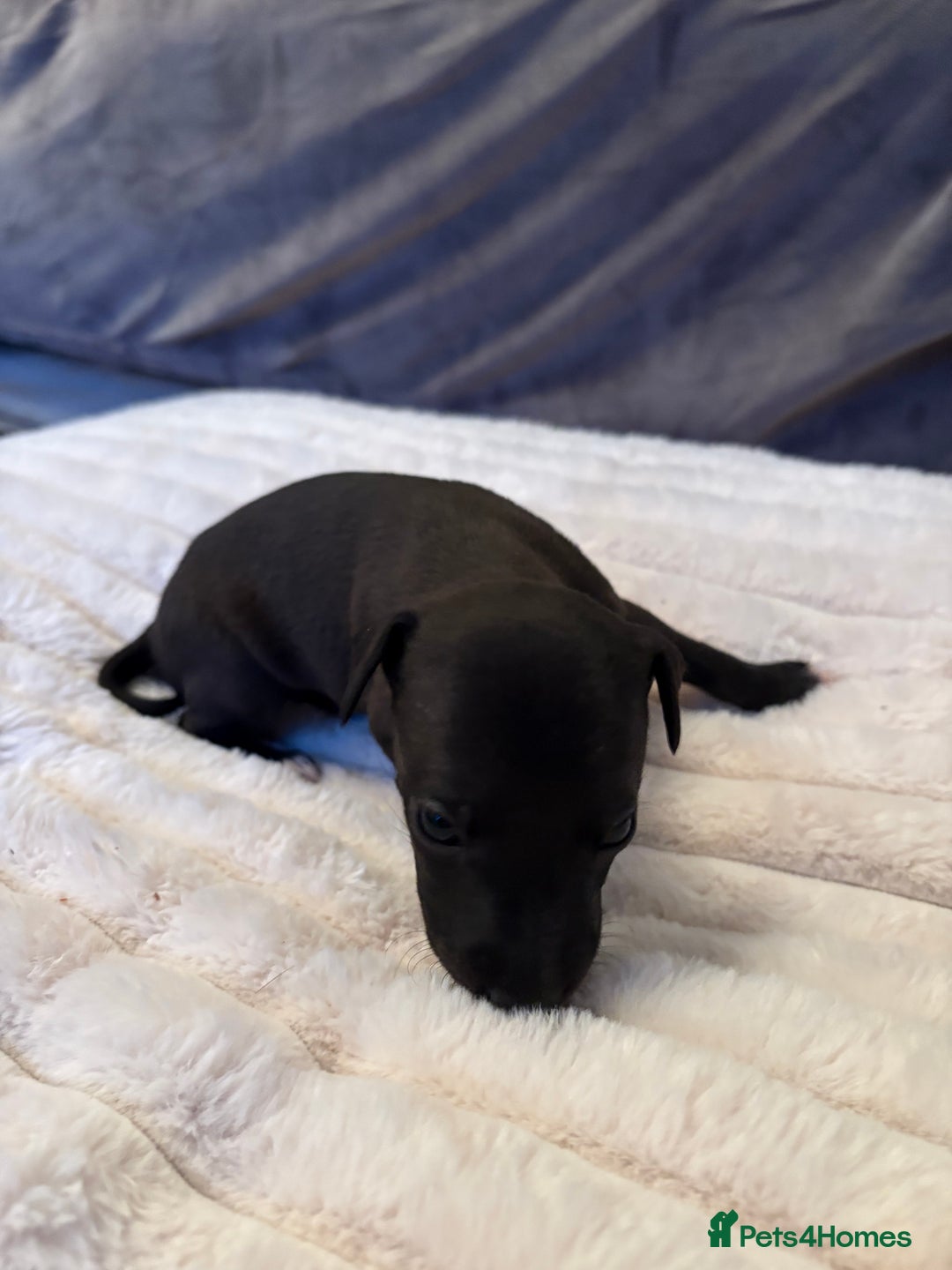 Whippet dogs for sale: Whippet Puppies - Advert 21