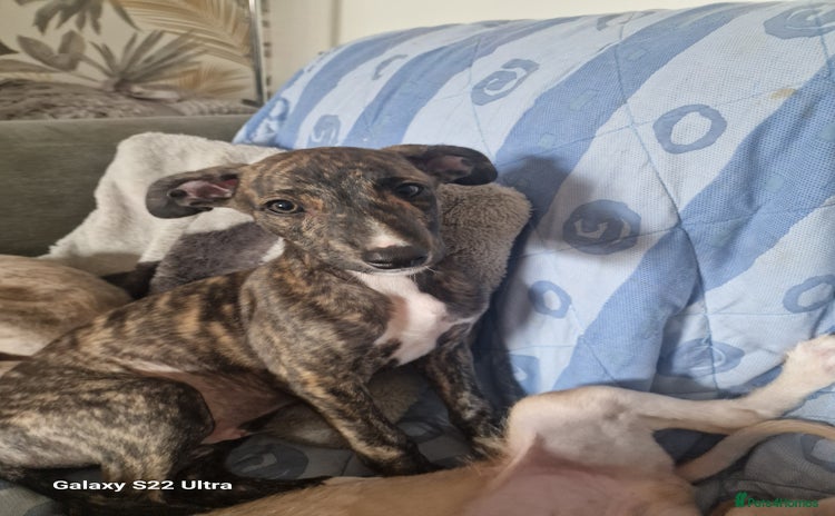 Lurcher dogs - Advert 7