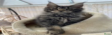 Maine Coon 3