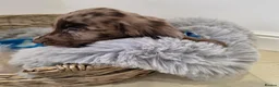 Cocker Spaniel dogs for sale: Working Type Cocker Spaniels - Advert 23