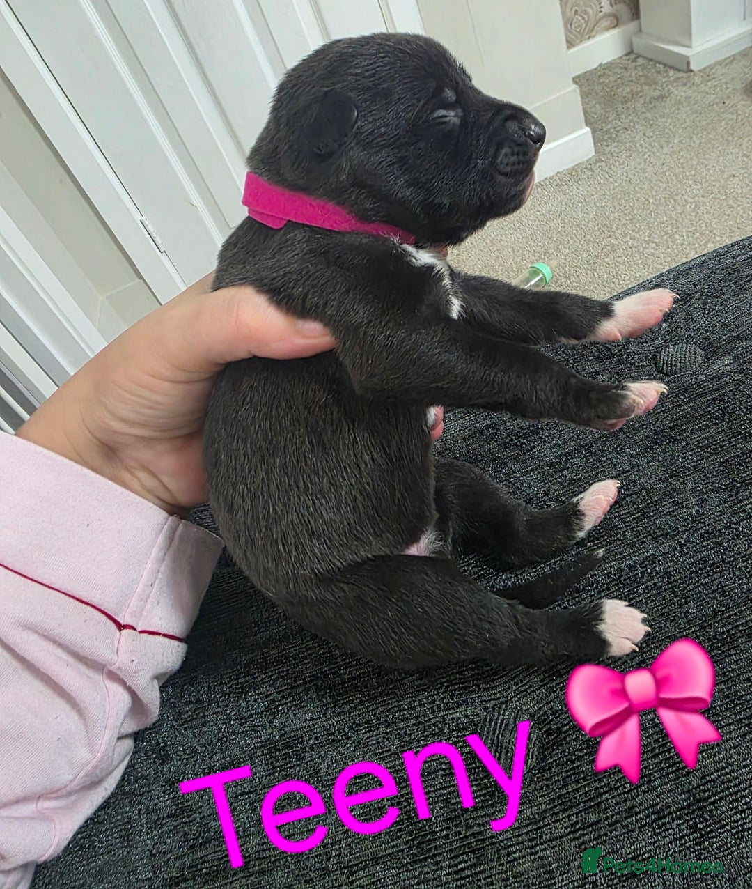 Mixed Breed dogs for sale: Saluki collie bull whippet greyhound pups - Advert 19