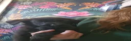 Sheprador dogs for sale: Amazing litter of sheprador puppies  - Advert 5