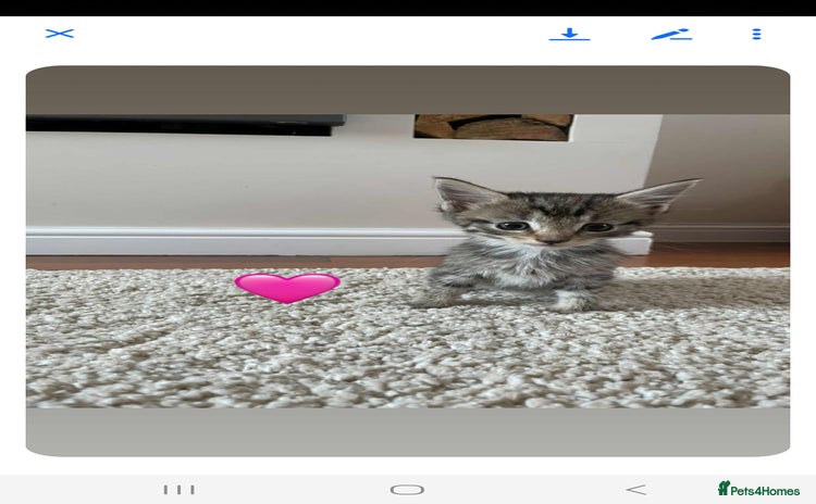 Maine Coon cats - Advert 14