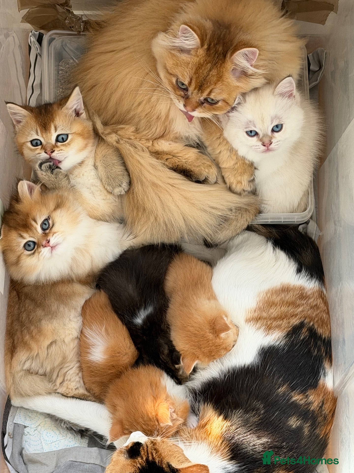 British Longhair cats for sale:  NY12 GOLDENSHADED White colour point  - Advert 16
