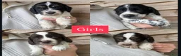 Mixed Breed dogs for sale: Sproodle puppies for sale  - Advert 3