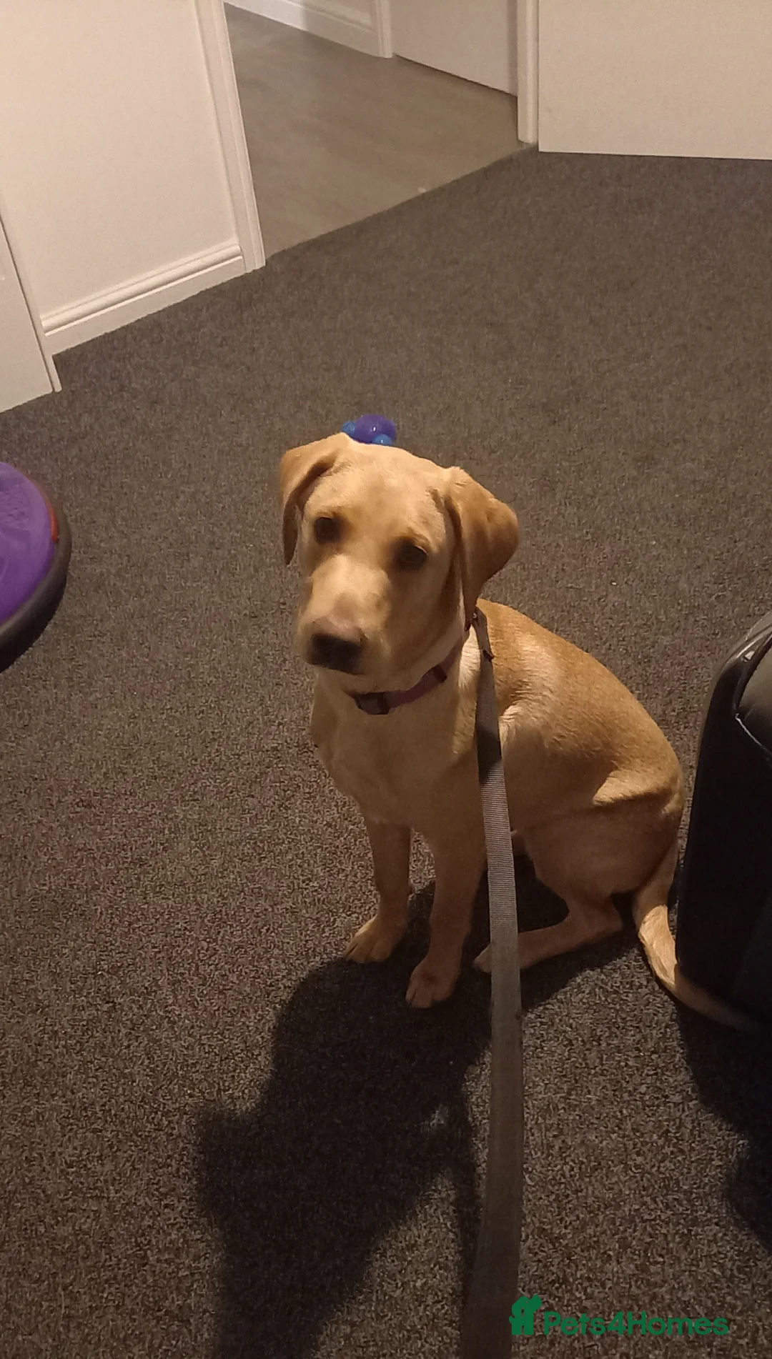 Labrador Retriever dogs for sale: Labrador Retriever (Mila) - Advert 2